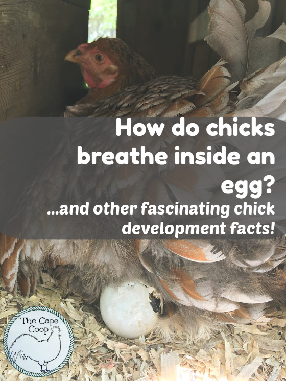 Fascinating chick development facts