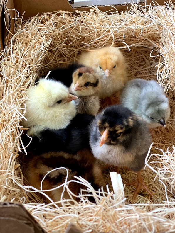 when can chicks move outside?