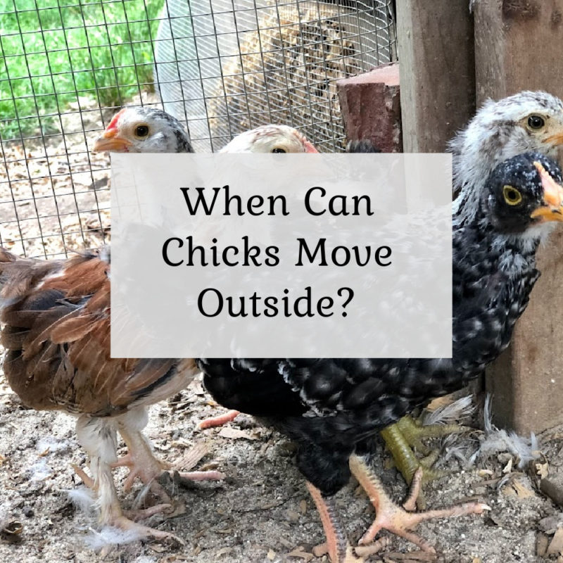 When Can Chicks Move Outside