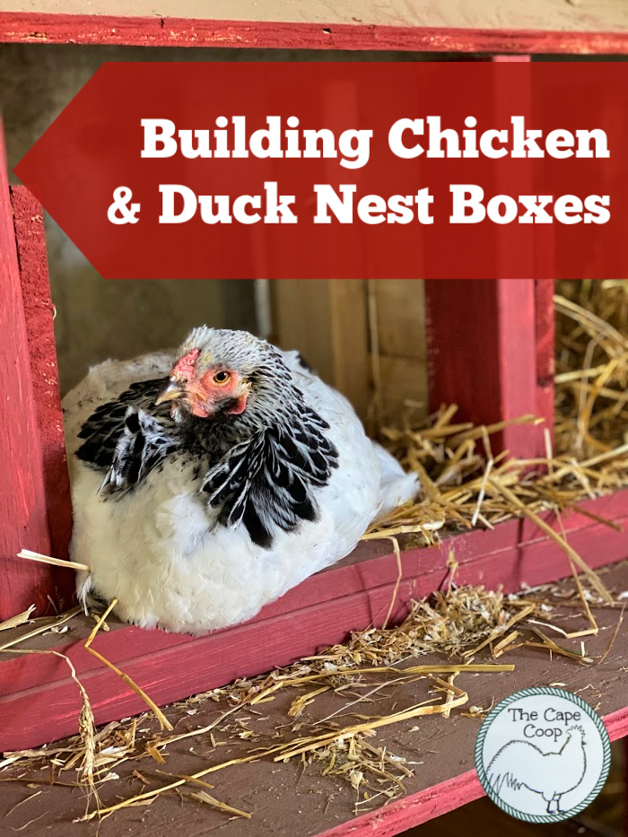 Building Nest Boxes for Chickens and Ducks