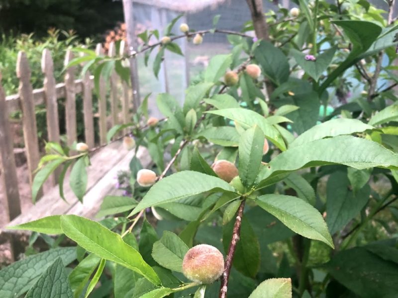 Starting a backyard orchard