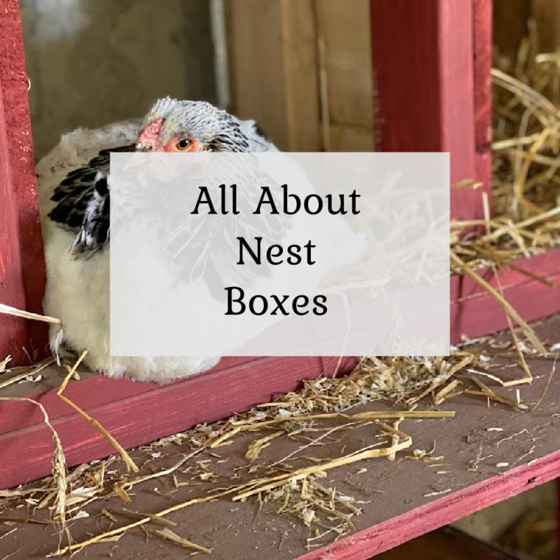 Building Chicken & Duck Nest Boxes