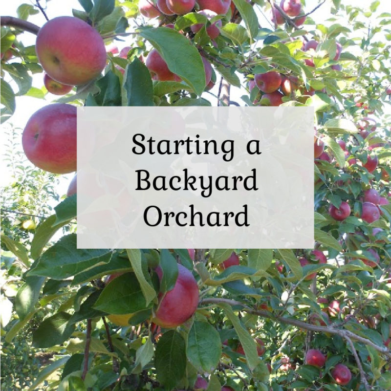 Starting a Backyard Orchard