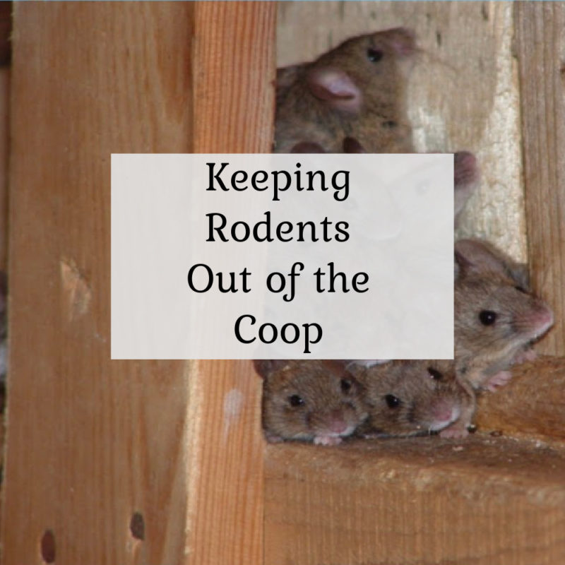 Keeping Rodents Out of the Coop