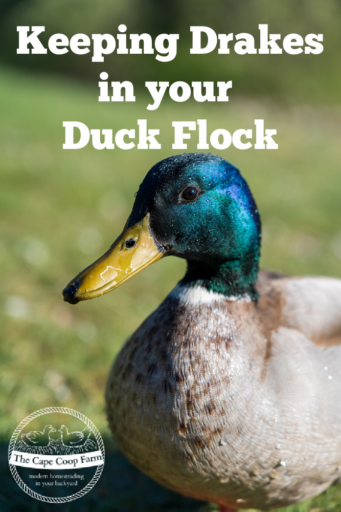 Keeping drakes in your duck flock - dealing with aggressive and over mating drakes
