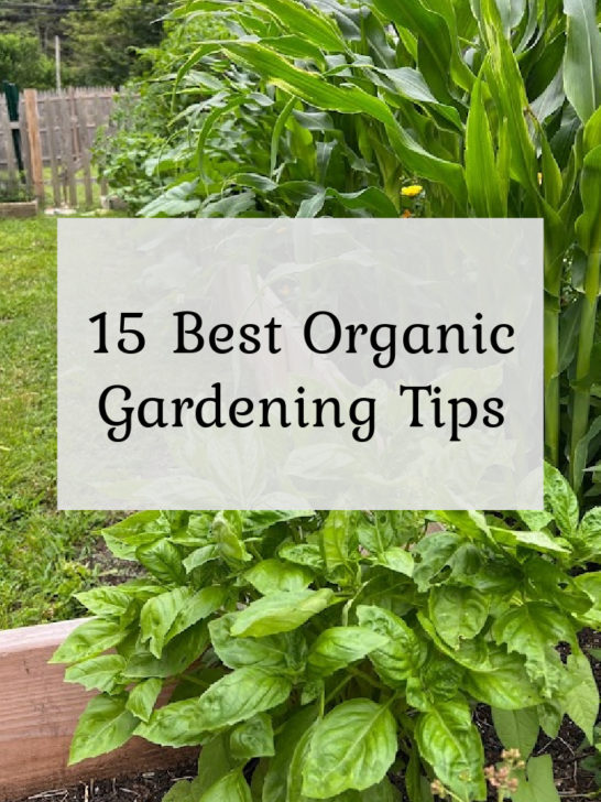 15 Best Organic Gardening Tips