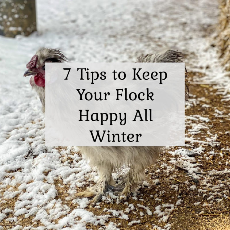 7 Tips to Keep Your Chickens Happy This Winter