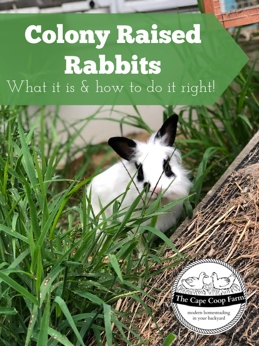Colony Raised Rabbits - what it is and how to do it right!