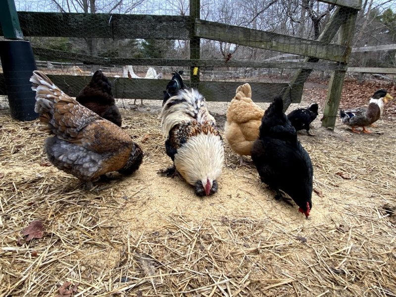 Vaccines for your chicken flock