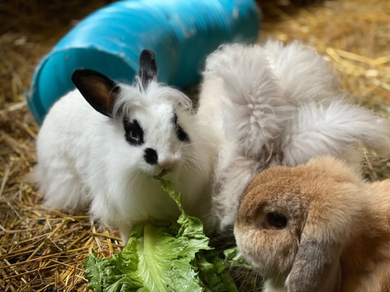 Colony Raised Rabbits