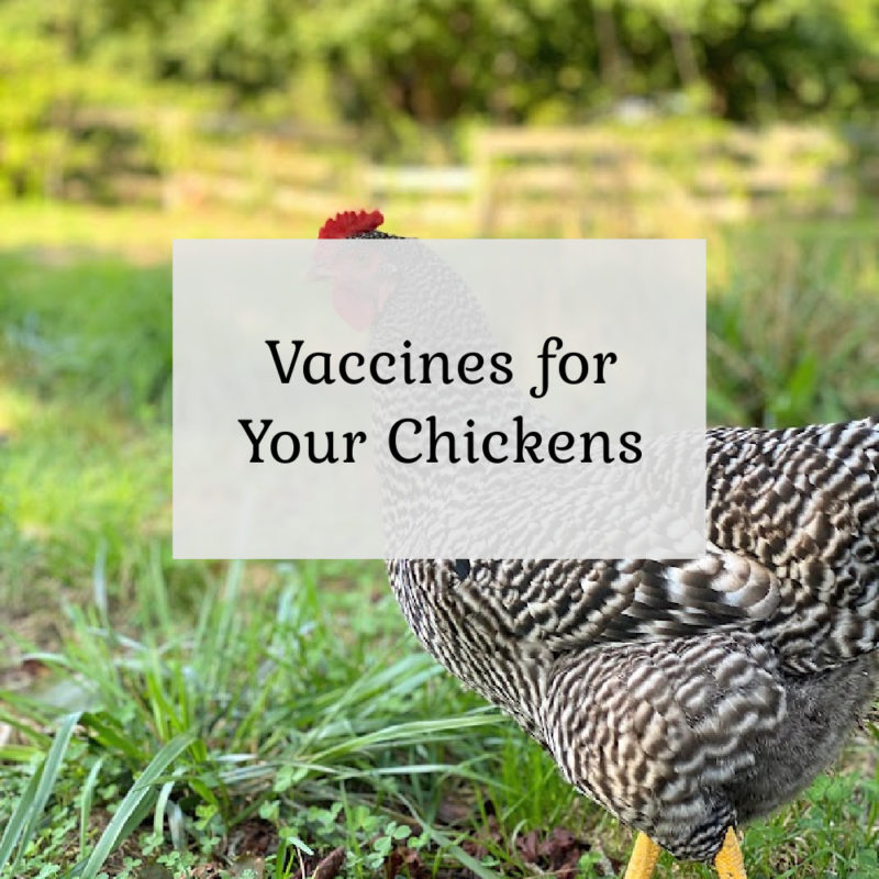 Vaccines for your Chicken Flock