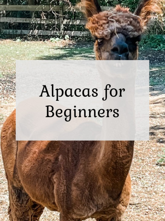Alpacas for Beginners