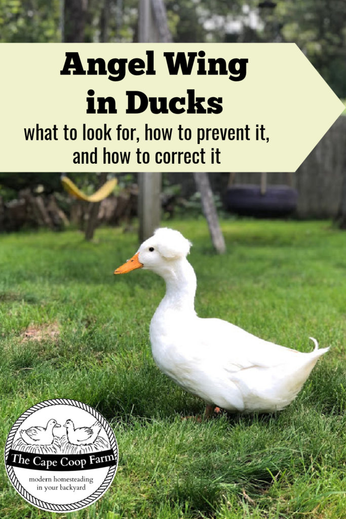 Angel wing in ducks, what to look for, how to prevent it, and how to correct it