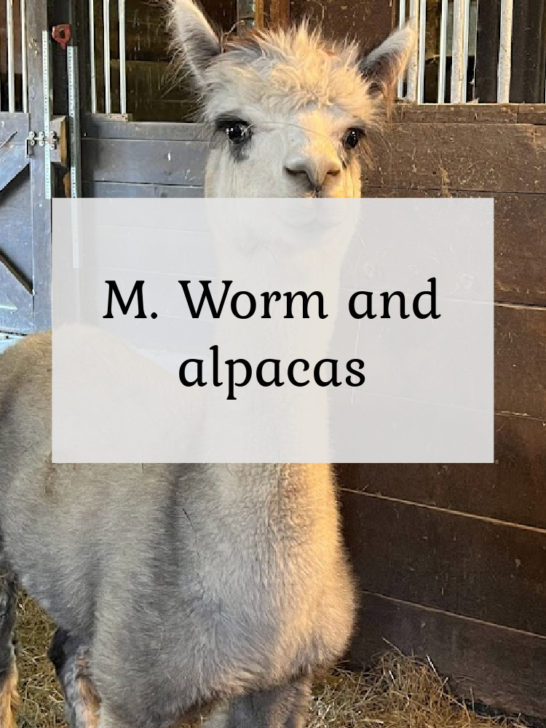 M Worm and Alpacas