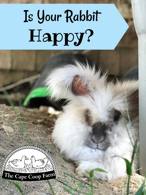 Is your rabbit happy?