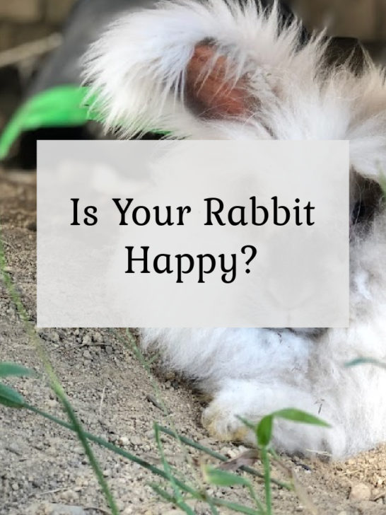 Is Your Rabbit Happy?