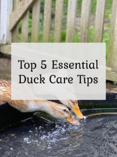 Top 5 Essential Duck Care Tips
