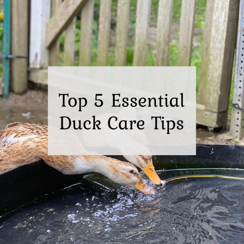 Top 5 Essential Duck Care Tips
