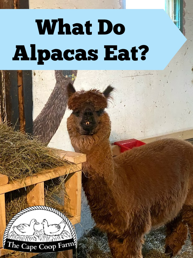What do alpacas eat?