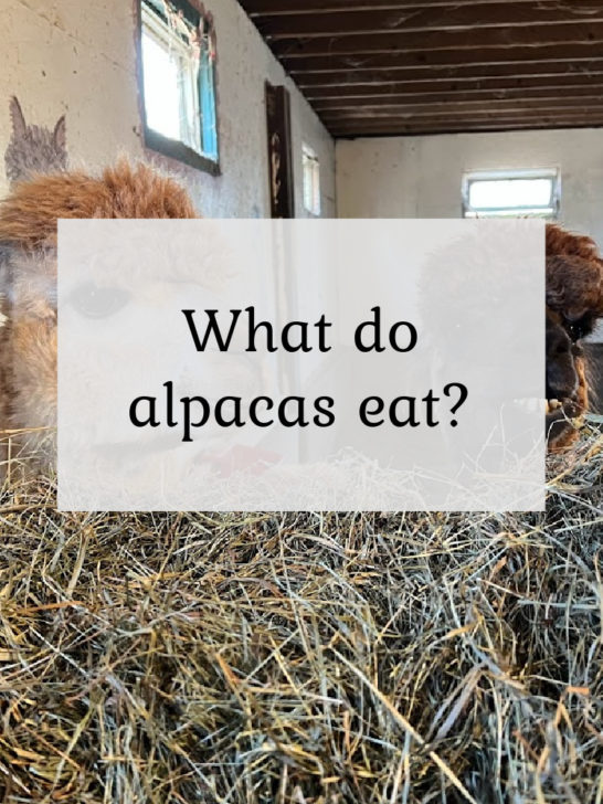 What Do Alpacas Eat?