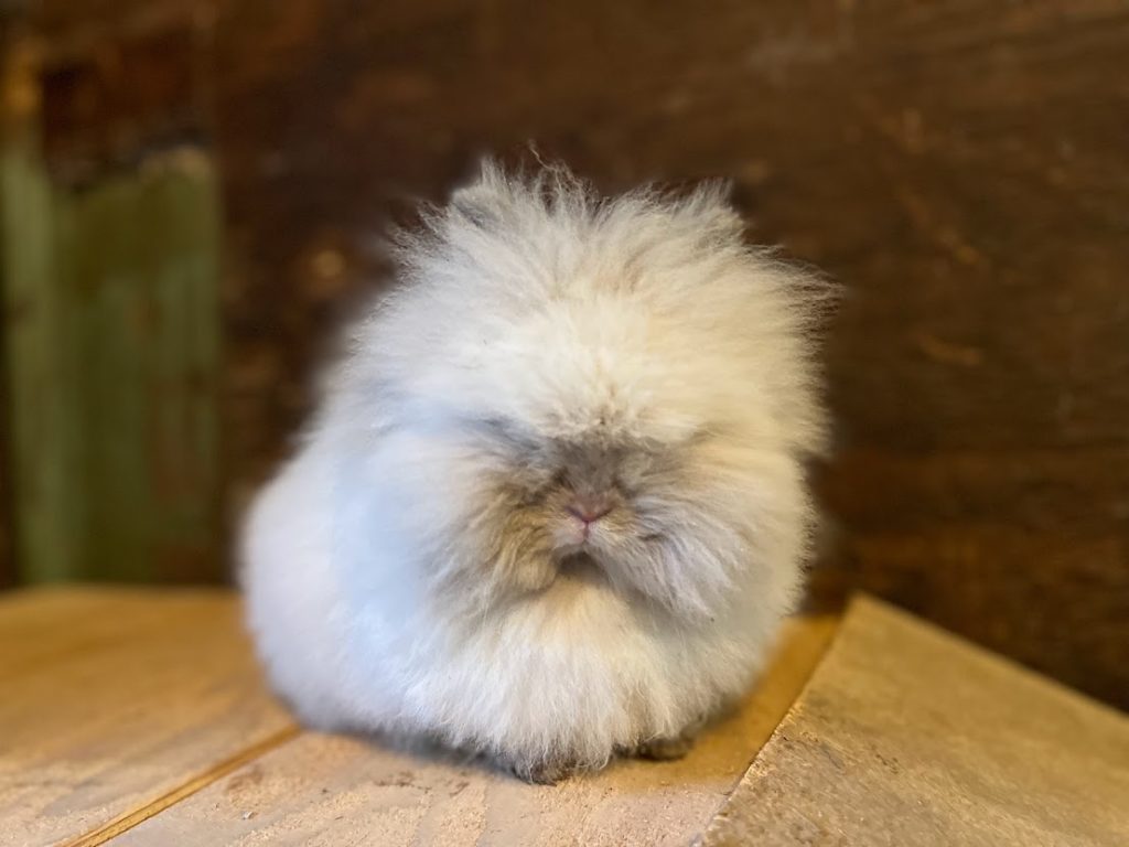 a very fluffy Lionhead rabbit