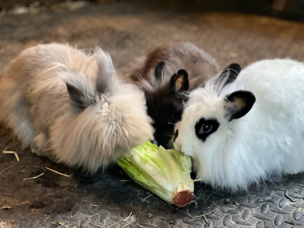 three rabbits eating lettuce together