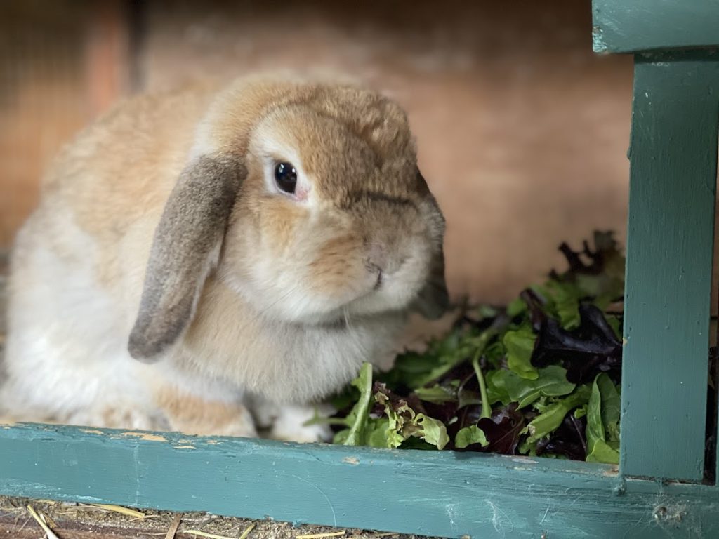 a lop eared rabbit with vegetables