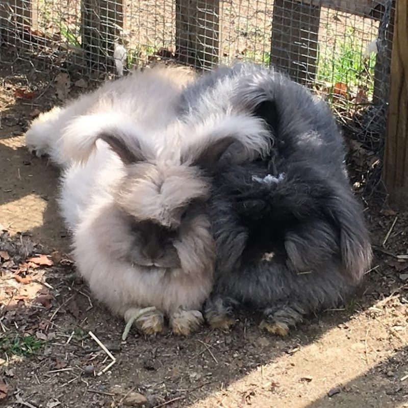 two Angora rabbits snuggled together