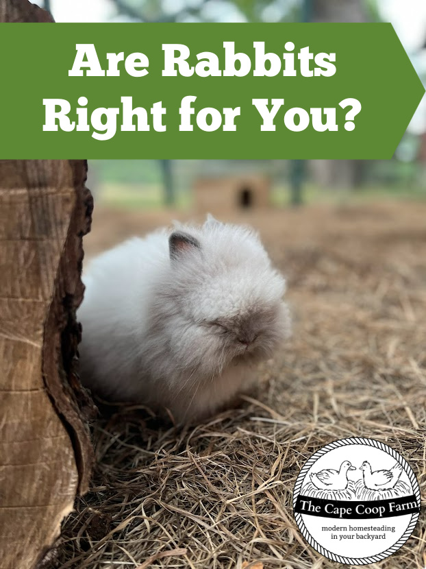 Are rabbits right for you?
