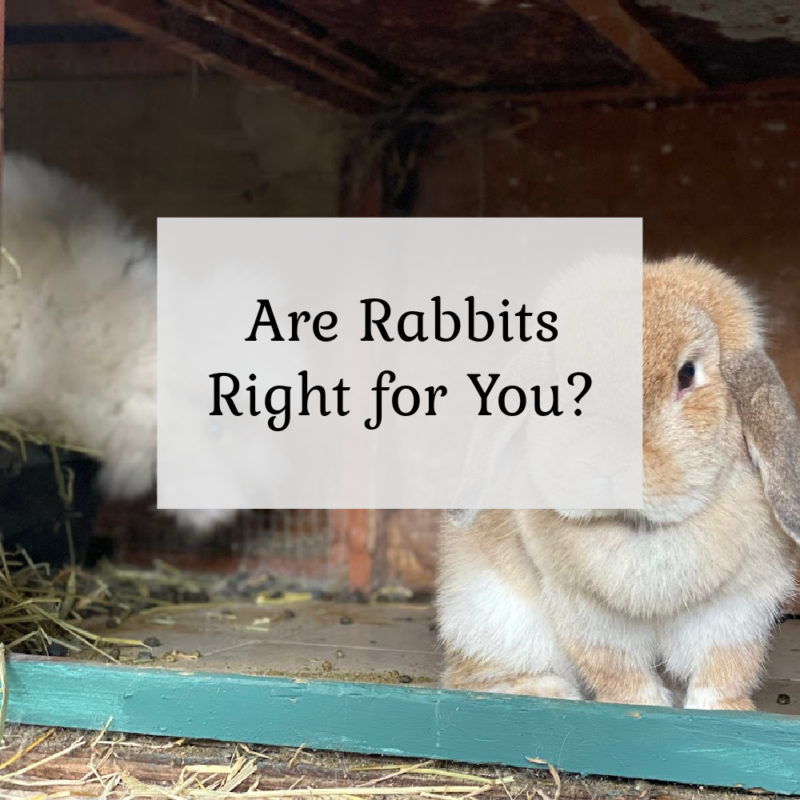 Are rabbits right for you