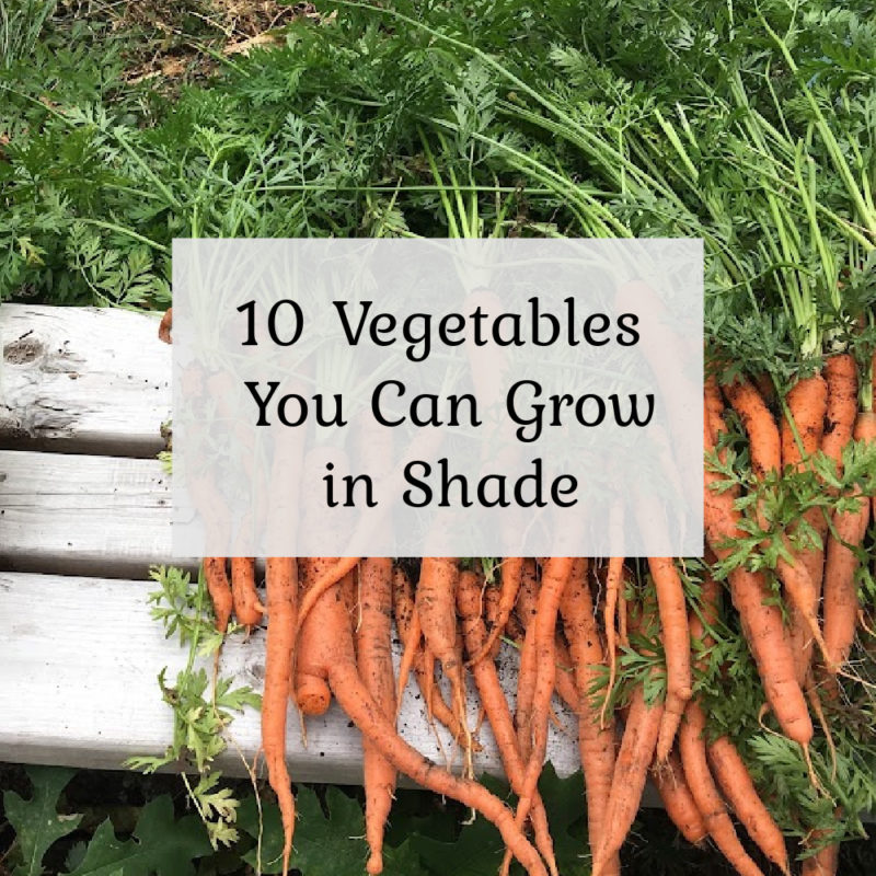10 Vegetables You Can Grow in Shade