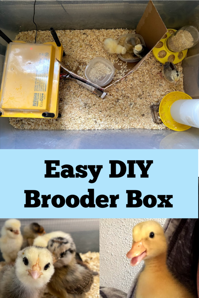 Easy DIY Brooder Box