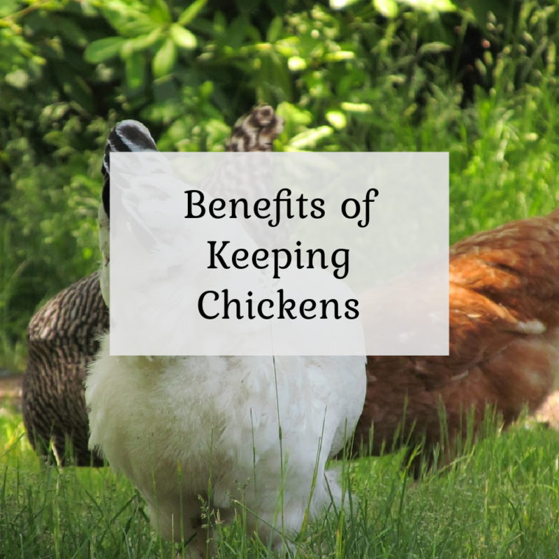 The Benefits of Keeping Chickens