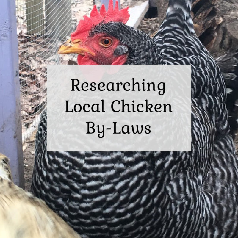 Researching local chicken by laws