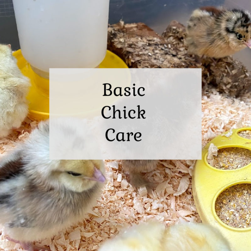 Basic Chick Care