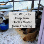 Six Ways to Keep Your Flock's Water from Freezing