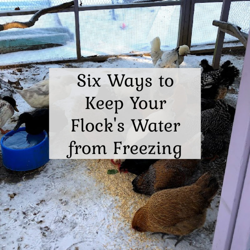 6 Ways to Keep your Chicken & Duck Water from Freezing