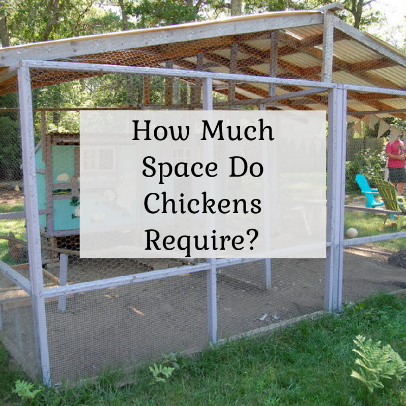 How Much Space Do Chickens Require?