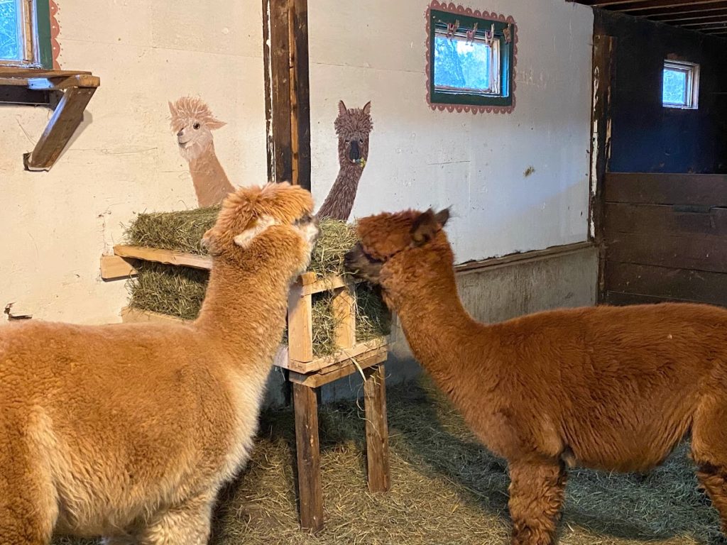 alpacas eating hay