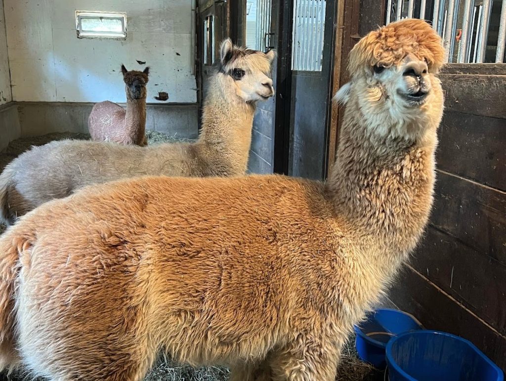 alpacas before shearing