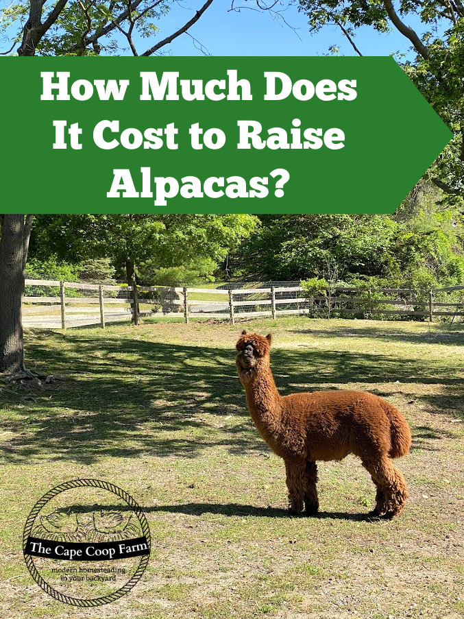How Much Does It Cost to Raise Alpacas?