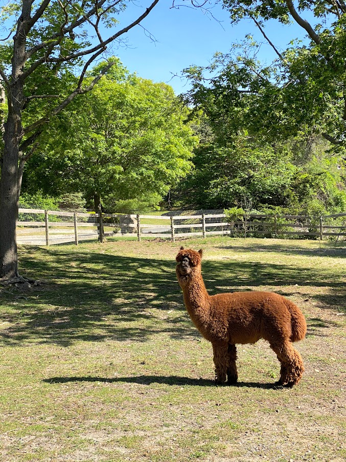 alpaca in a fenced field