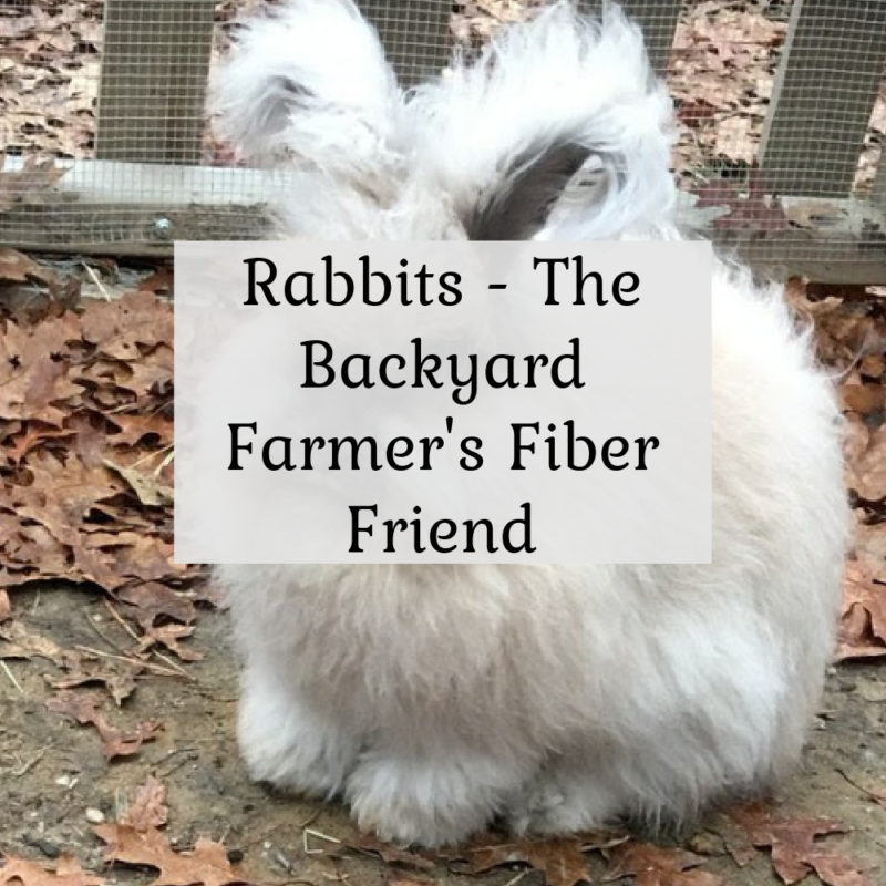 Rabbits – The Backyard Farmer’s Fiber Friend