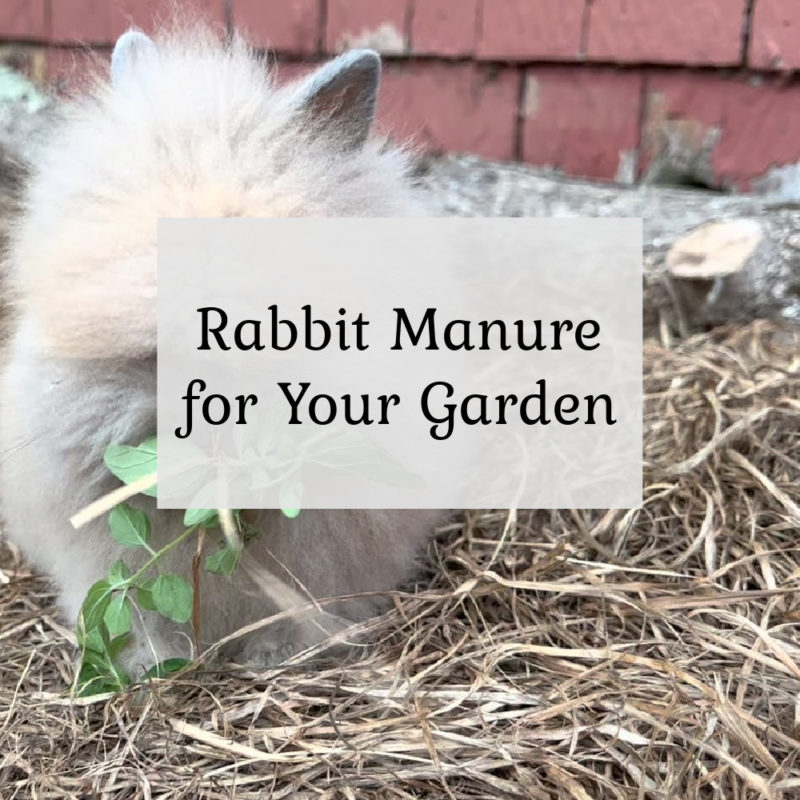 Rabbit Manure in your garden