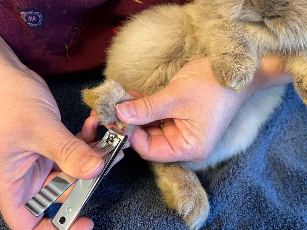 cutting rabbit nails