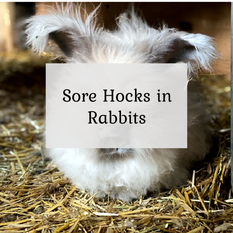 Sore Hocks in Rabbits