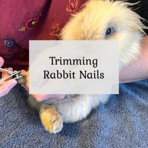 Trimming Rabbit Nails