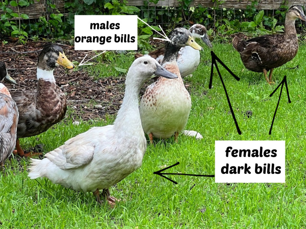 a group of ducks with different bill colors