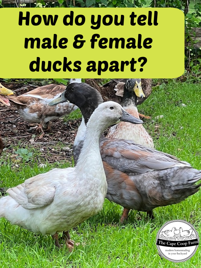 How do you tell male and female ducks apart?