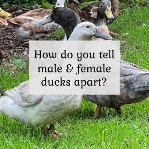 How do you tell male & female ducks apart?